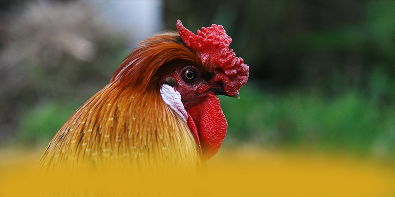 
Khám phá N88 - Cổng giải trí đẳng cấp được giới cược thủ tin tưởng
