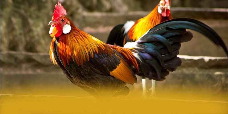 SUNWIN - Sảnh game được đánh giá cao trên thị trường