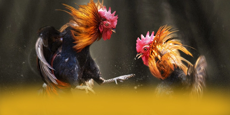 
Khám phá ngay KUWIN - Nhà cái đáng chơi nhất số 1 Việt Nam
