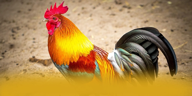 UU88 - Tổng quan về hệ thống dành cho người chơi.