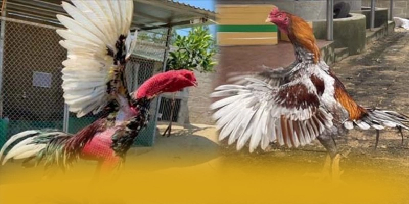 BL555 - Kết luận tổng thể về nền tảng này từ trải nghiệm thực tế.