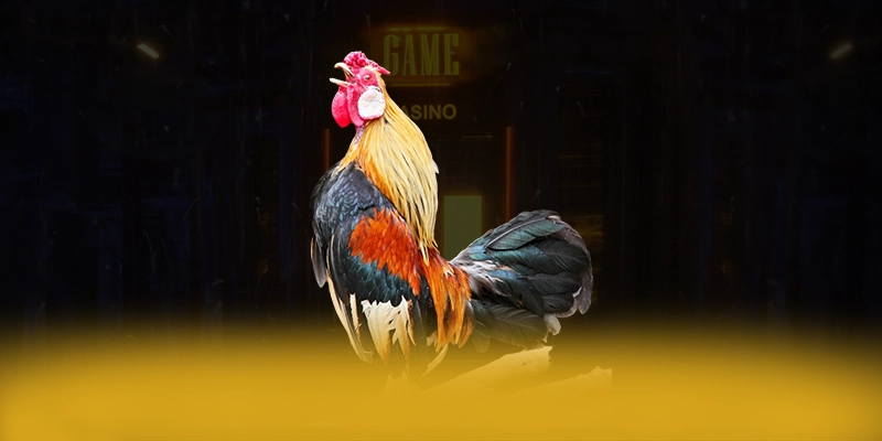 vào rồi tv - Nền tảng với tính năng cá cược trực tiếp tốt nhất thị trường