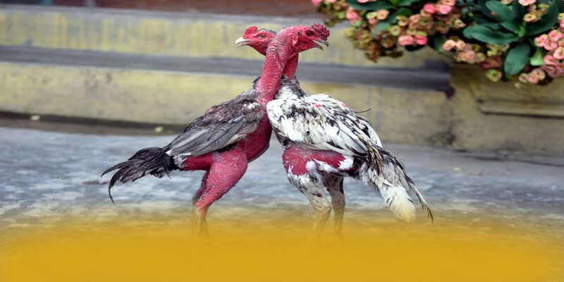 Dịch vụ chăm sóc khách hàng tại [THUONG_HIEU]