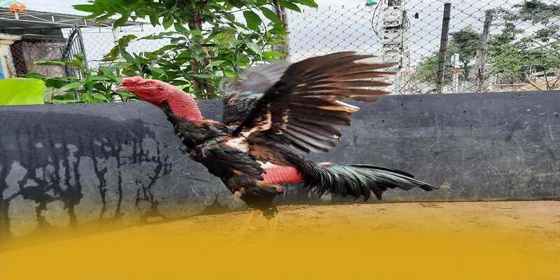 GOOD88 - Đánh giá tổng thể với góc nhìn khách quan.
